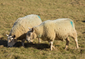 Two sheep in a farm field 