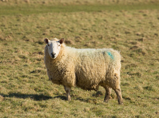 Sheep in a field looking to camera     