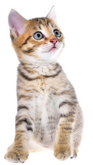 Fototapeta premium Shorthair brindled kitten