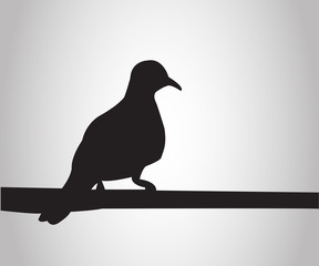 Pigeon sits on a pole silhouettes on the white background