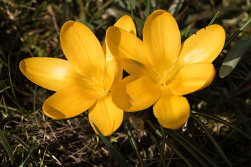 Gelber Krokus