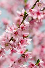 Peach blossom in spring