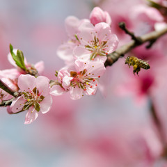 Obraz premium peach blossom and bee