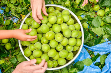 Harvest of plum