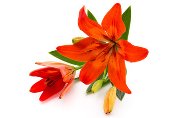 Lily flower with buds isolated on a white background.