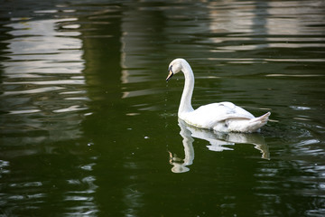 beautiful white swan swimming in natural water