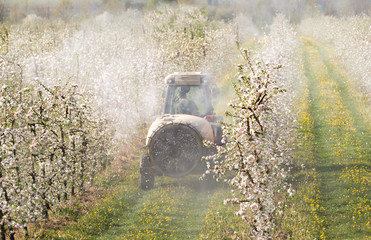 Naklejka premium Tractor sprays insecticide