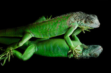 green iguana