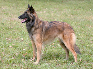 TypicalBelgian Shepherd Dog on a green grass lawn