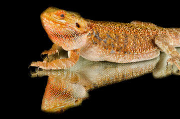 agama lizard jn mirror