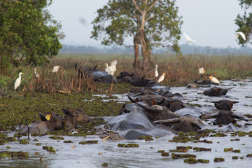 Wetland buffalo in thailand