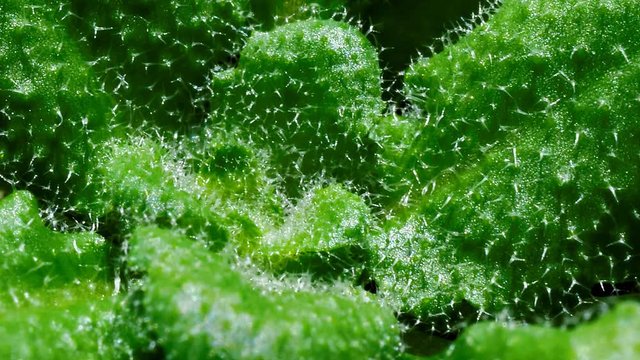 Growth of thale cress (Arabidopsis thaliana) 3-weeks-old seedling, time lapse recording with 1 minute intervals
