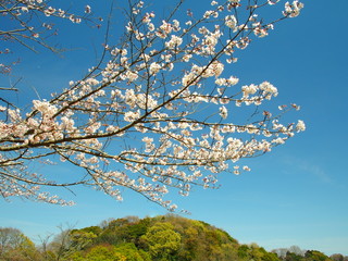 森と桜咲く風景