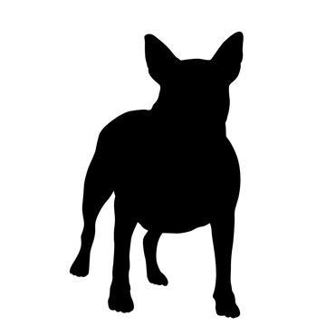 bull Terrier dog black silhouette isolated vector illustration