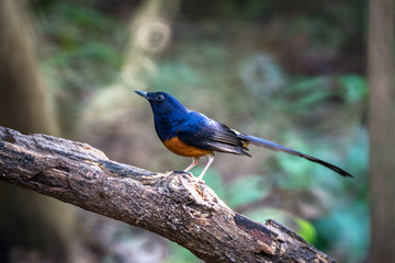 White-rumped Shama bird