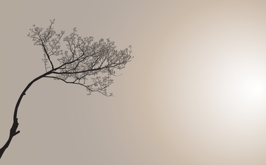 Trees branches with filter sky background.