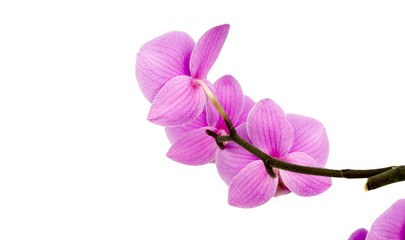 Fototapeta na wymiar Pink streaked orchid flower, isolated / Streaked orchid flowers. Beautiful orchid flowers / orchid on white blackbackground / Orchids / Pink Orchid closeup