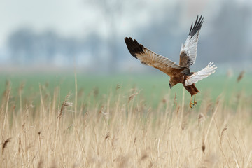 The western marsh harrier (Circus aeruginosus) in flight during mating season