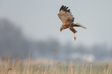 The western marsh harrier (Circus aeruginosus) in flight during mating season