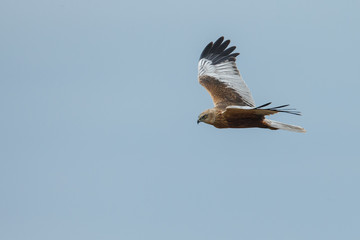 The western marsh harrier (Circus aeruginosus) in flight during mating season