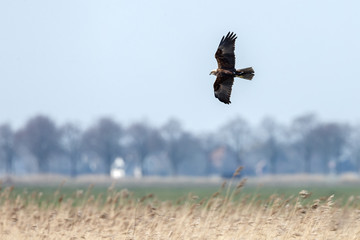 The western marsh harrier (Circus aeruginosus) in flight during mating season
