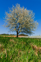 Fototapeta na wymiar Baum im Frühling