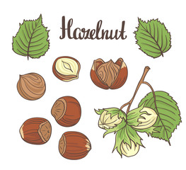 Set of detailed hand drawn hazelnuts isolated on white background. Vector illustration.