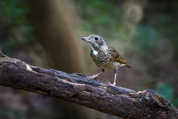 white-throated rock-thrush bird