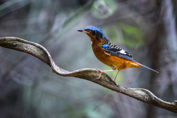 white-throated rock-thrush from reflex lens