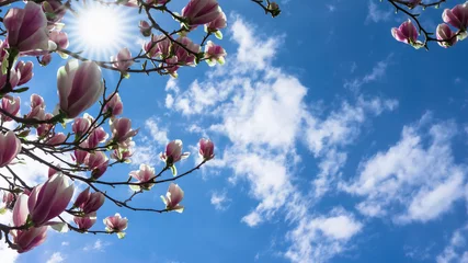 Fotobehang Magnolia sonne in der blühenden magnolie