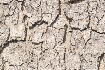 cracked tree bark close-up