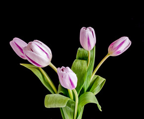 Light mauve with stripes tulips flowers, bouquet, bunch, black background