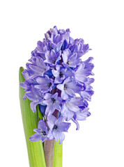 Blue Hyacinthus orientalis flowers, green leaves, isolated on white background