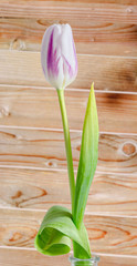 Light mauve with stripes tulip flower, wood background.
