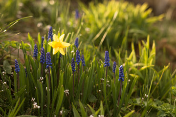 flower bed with blooming yellow daffodil and blue muscari in springtime garden with sunshine