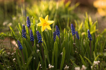 detail of flower bed with blooming yellow daffodil and blue muscari in springtime garden with sunshine