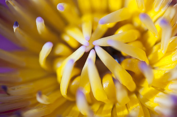 macro of water lily for abstract background , selective focus at pollen group,close up lotus,Thailand