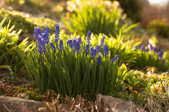 grown and blooming bluebell hyacinth muscari flower in traditional sunlit spring garden 