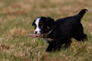 Australian Shepherd Hund Welpe spielt auf der Wiese