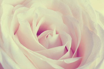 Fototapeta na wymiar Abstract macro background of rose.