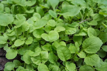 Chinese cabbage in a vegetable garden.