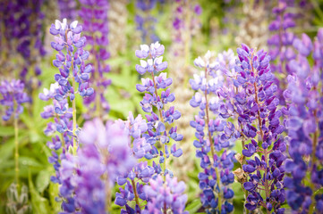 Lupines