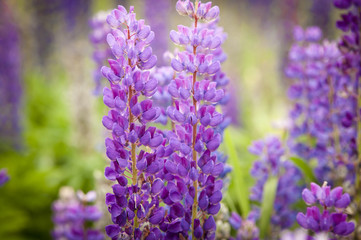 Fields of lupines