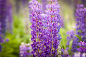 Fototapeta premium Lupines