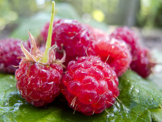 Freshly picked organic raspberries on a leaf (fresh , after rain)