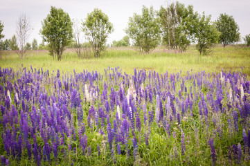 Fototapeta premium Fields of lupines