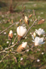 fiori di Magnolia stellata