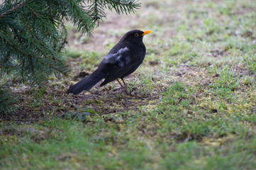 Amsel unter Nadelbaum