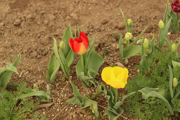 チューリップの花