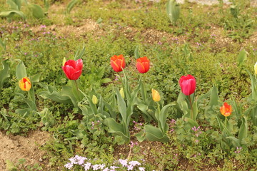 チューリップの花